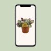 Tradescantia Nanouk
