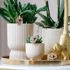 Gift set Luxury Living| Plantenset met witte Phalaenopsis Orchidee en Succulenten incl. keramieken sierpotten