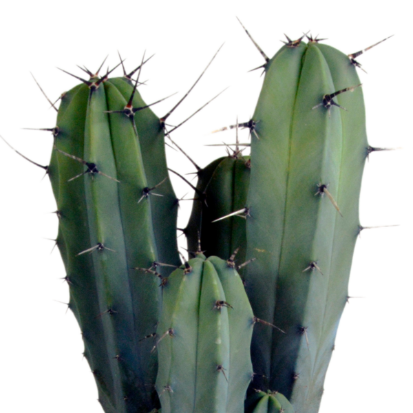 thumbnail_6000-105.png Myrtillocactus geometrizans