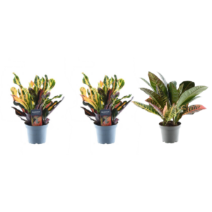 Croton Codiaeum mix | 3 stuks