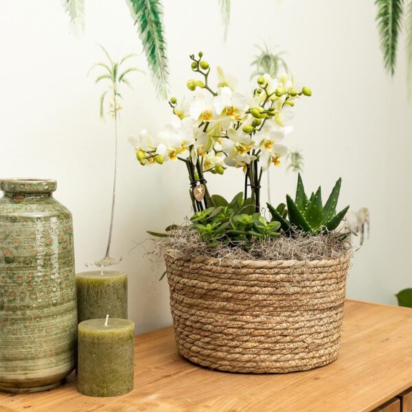 thumbnail_6000-1190.jpg Witte orchideeën plantenset in Reed Basket incl waterreservoir