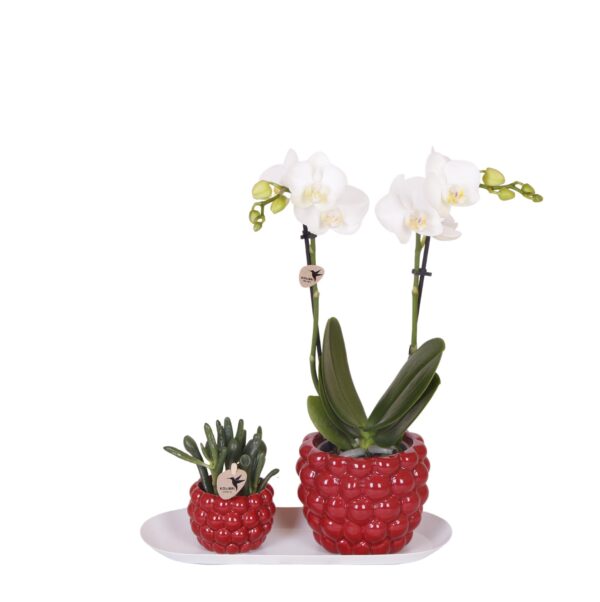 thumbnail_6000-1255.jpg Plantenset Optimisme peach small | Groene planten met witte Phalaenopsis orchidee in Optimism peach sierpotten en bamboe dienblad