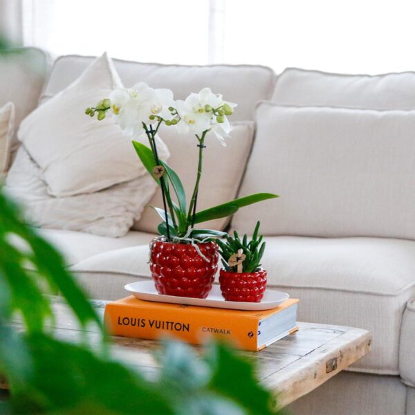 thumbnail_6000-1256.jpg Plantenset Optimisme peach small | Groene planten met witte Phalaenopsis orchidee in Optimism peach sierpotten en bamboe dienblad