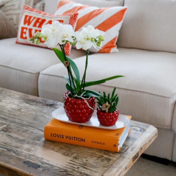 thumbnail_6000-1258.jpg Plantenset Optimisme peach small | Groene planten met witte Phalaenopsis orchidee in Optimism peach sierpotten en bamboe dienblad