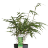 Fargesia rufa