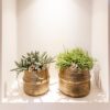 Succulenten set van 2 planten in gouden groove sierpotten