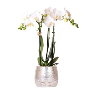 Witte Phalaenopsis orchidee - Amabilis + Elite pot silver