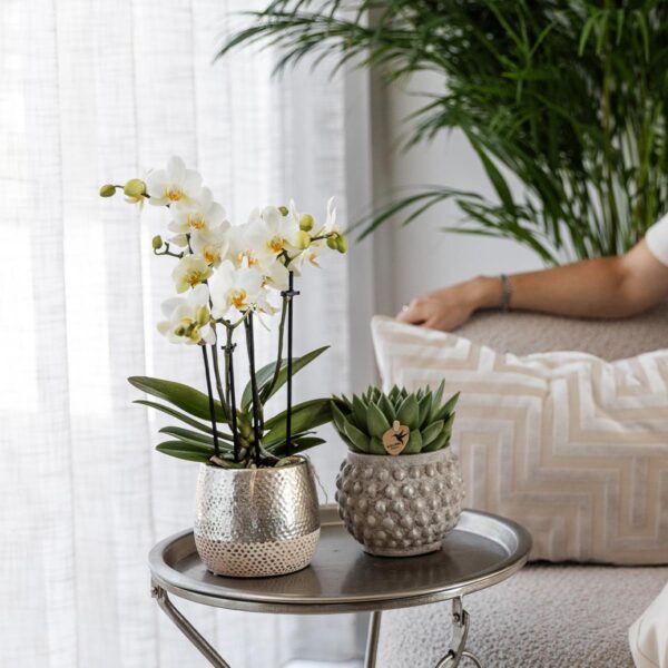 thumbnail_6000-1557.jpg Witte Phalaenopsis orchidee - Amabilis + Elite pot silver