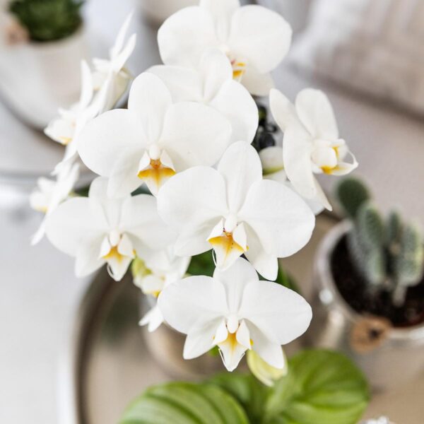 thumbnail_6000-1558.jpg Witte Phalaenopsis orchidee - Amabilis + Elite pot silver