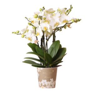 Witte phalaenopsis orchidee - Lausanne