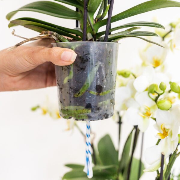 thumbnail_6000-1644.jpg Witte orchideeënset in Cotton Basket incl waterreservoir