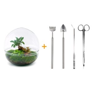 DIY terrarium - Dome XL - Ficus Ginseng Bonsai + Rake + Shovel + Tweezer + Scissors