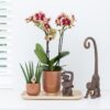 Oranje geurende phalaenopsis orchidee in cognac kleurige Glazed sierpot