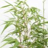 Fargesia rufa