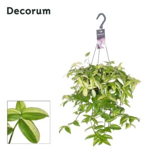 thumbnail_6000-293.jpg Tradescantia Yellow Hill