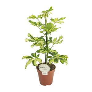 thumbnail_6000-336.jpg Schefflera Charlotte