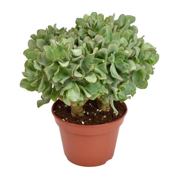 thumbnail_6000-388.jpg Crassula Arborescens Undilatifolia