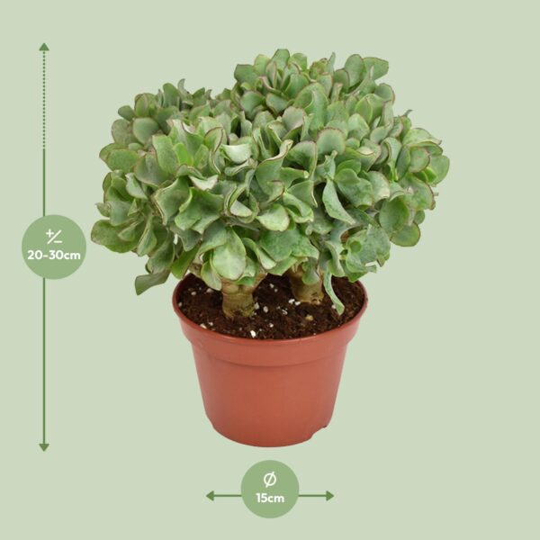 thumbnail_6000-389.jpg Crassula Arborescens Undilatifolia