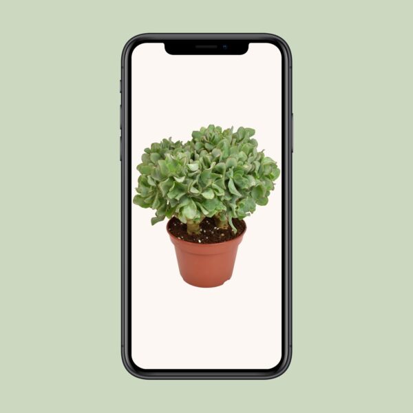 thumbnail_6000-391.jpg Crassula Arborescens Undilatifolia