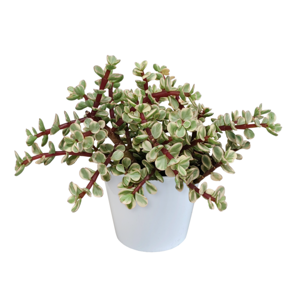 thumbnail_6000-47.png Portulacaria afra Variegata - in witte pot