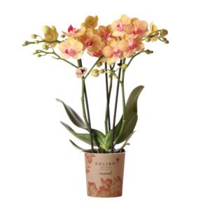 Oranje Phalaenopsis orchidee - Jamaica