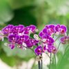 Paarse phalaenopsis orchidee - Morelia