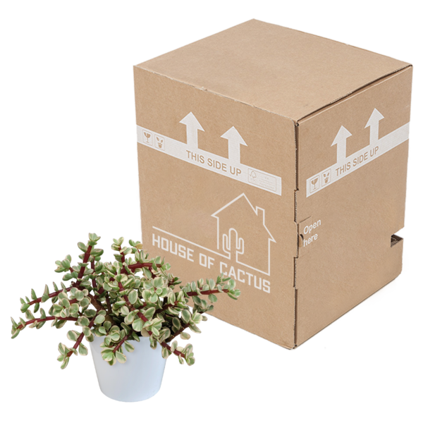thumbnail_6000-53.png Portulacaria afra Variegata - in witte pot