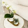 Witte Phalaenopsis orchidee – Amabilis in Le Chic sierpot goud