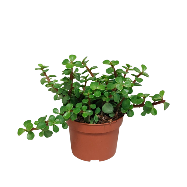 thumbnail_6000-59.png Portulacaria afra groen - zonder pot