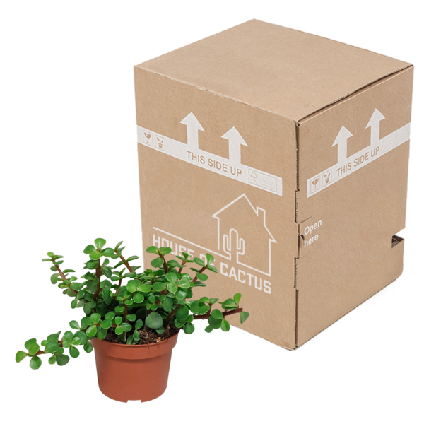 thumbnail_6000-61.png Portulacaria afra groen - zonder pot