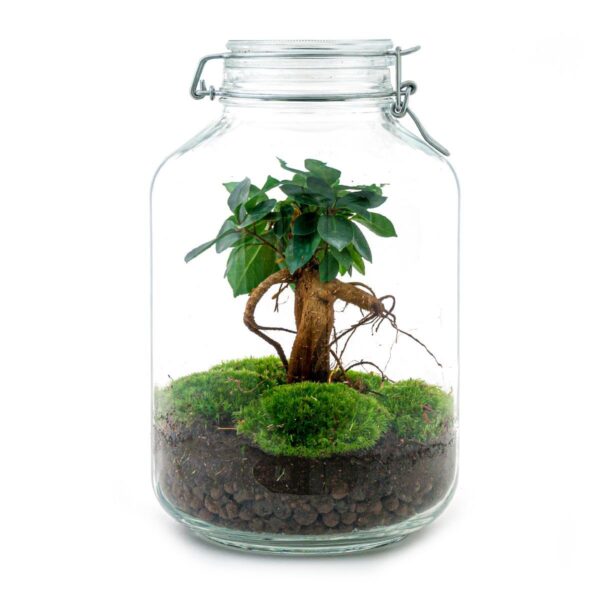 DIY terrarium - Jar - Ficus Ginseng bonsai