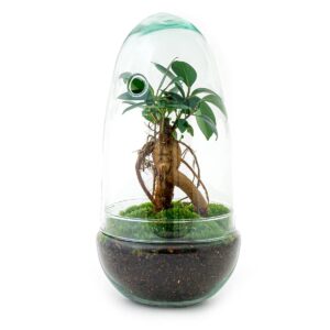 DIY terrarium - Egg Bonsai