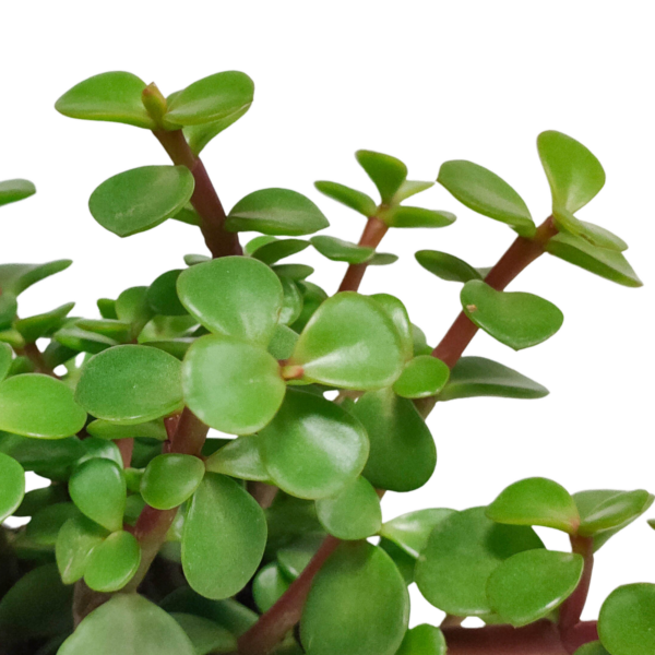 thumbnail_6000-66.png Portulacaria afra in witte pot