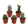 Cactus mix | 5 stuks - zonder pot bloeiend
