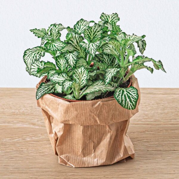 thumbnail_6000-679.jpg Planten terrarium pakket - Ficus Ginseng bonsai - Navulling & Startpakket- DIY
