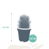 Cactus mix | 5 stuks - zonder pot bloeiend