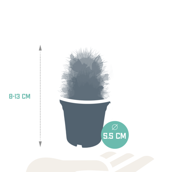 Cactus mix | 5 stuks - zonder pot bloeiend