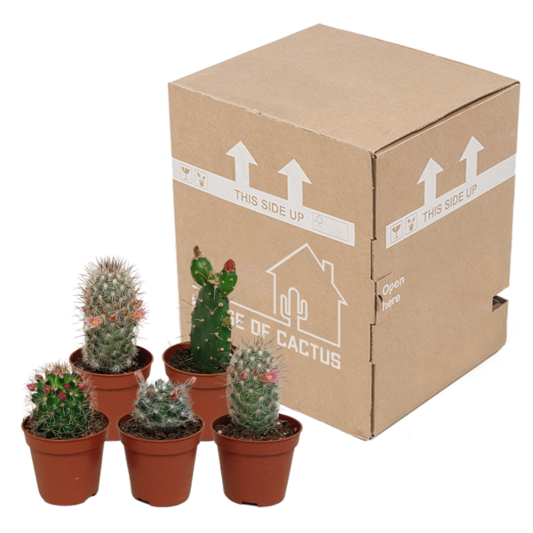 Cactus mix | 5 stuks - zonder pot bloeiend