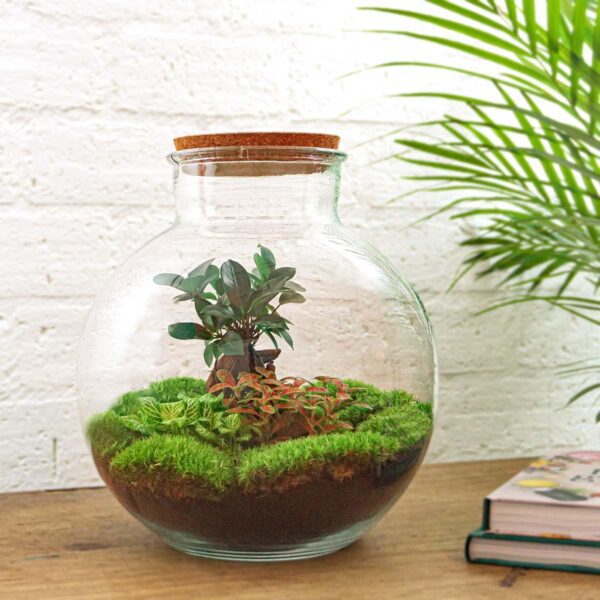 DIY terrarium - Bolder Bob Bonsai