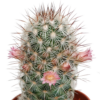 Cactus mix | 5 stuks - zonder pot bloeiend
