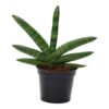 Sansevieria Skyline