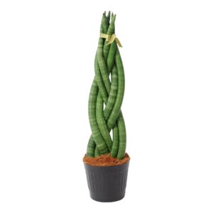 Sansevieria cylindrica 'Twist'