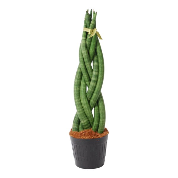 thumbnail_6000-707.jpg Sansevieria cylindrica 'Twist'