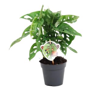 thumbnail_6000-709.jpg Monstera obliqua 'Monkey Leaf'