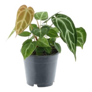thumbnail_6000-713.jpg Anthurium Chrystallium