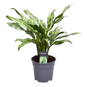 thumbnail_6000-714.jpg Aglaonema Juliette