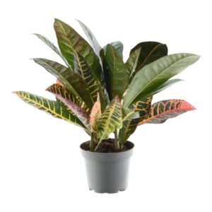 thumbnail_6000-717.jpg Codiaeum variegatum 'Petra'