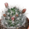 Cactus mix | 5 stuks - zonder pot bloeiend