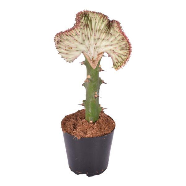 thumbnail_6000-723.jpg Euphorbia lactea Cristata rood