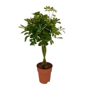 thumbnail_6000-736.jpg Schefflera Compacta